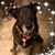 Patricia Simmons's profile image