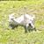 Polly Lafferty Weaver's profile image