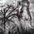 Yesi Calzadillas's profile image