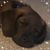 Paula Krygier Koch's profile image