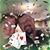 Shelley Landosky Schalk's profile image