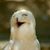 Deanie Gilbert's profile image