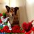 Denise Smith's profile image