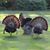 Terre Meek's profile image