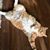Jane Rutherford's profile image