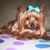 Dorothy Brown's profile image