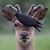 Sarah Hiles's profile image