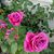 Bonnie Wendland's profile image