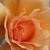 Traci Klein's profile image