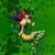 Deborah Milk-Gattinger's profile image