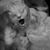 Lani White Adams's profile image