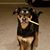 April Lynn Sampson's profile image