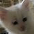 lkrose's profile image