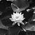 Sue Rusek's profile image