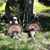 Mahlon Stoltzfus's profile image