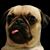 Ben Beauchamp's profile image