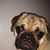 Melis Murphy's profile image