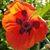 Diana Maxwell's profile image