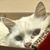 Miquel Torrente's profile image