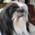 Eddie Lau's profile image