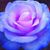 Vicki Butler-Belver's profile image