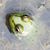 Donna Badour's profile image