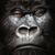 Josh Hampton's profile image