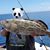 James Gergely's profile image