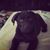 Dorothy Sandeen Pettengill's profile image
