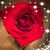 Donna Warren's profile image