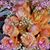 Mary Hollis Gerrish's profile image