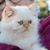 Ahava Java's profile image