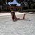 Noelia Krotevich Coquiara's profile image