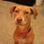 Cindy Shoffstall's profile image