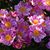 Cheryl Bedore's profile image
