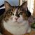 Nicole McElwaine's profile image