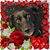 Anne Schuerr Reding's profile image