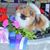 Julie Thorson's profile image
