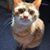 Ann Roskos Parnis's profile image