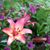 Diana Bell's profile image