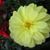 Victoria Baraquio-Brown's profile image
