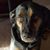 Gerald Villella's profile image