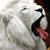 Linda Blount's profile image