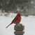 Beth Beavers Mitchell's profile image