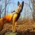Frank Petrillo's profile image