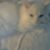 Arlene Annette Willis's profile image