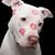 Linda Yin's profile image