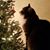 Sandy Cartwright's profile image