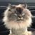 Woods Gebbia's profile image