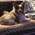 Carolyn Morris Bailey's profile image